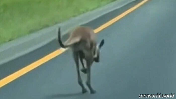 Pet Canguro Sheila relitti Havoc su U. S. Highway dopo la fuga Bikini Bottom Zoo / Carscoops